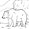 Bären 26