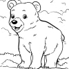 Bären 31