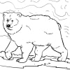 Bären 42