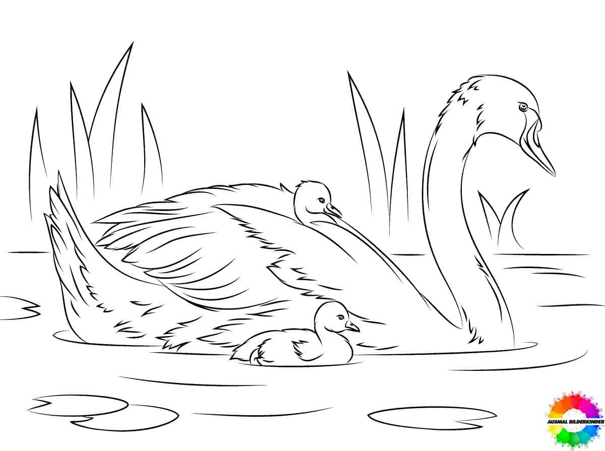 40 Schwäne ausmalbilder süß und kostenlos zum Download