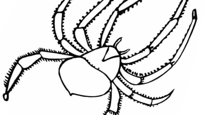 Spinne-ausmalbilder-ausmalbilderkinder-de-73