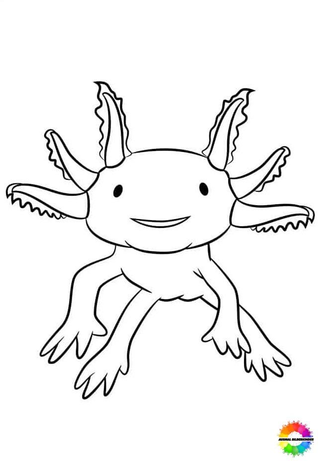 Axolotl 28