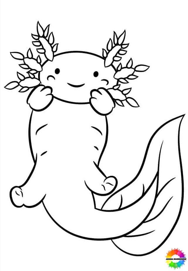 Axolotl 30