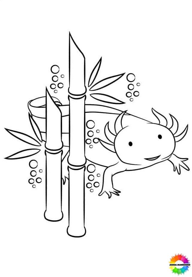 Axolotl 32