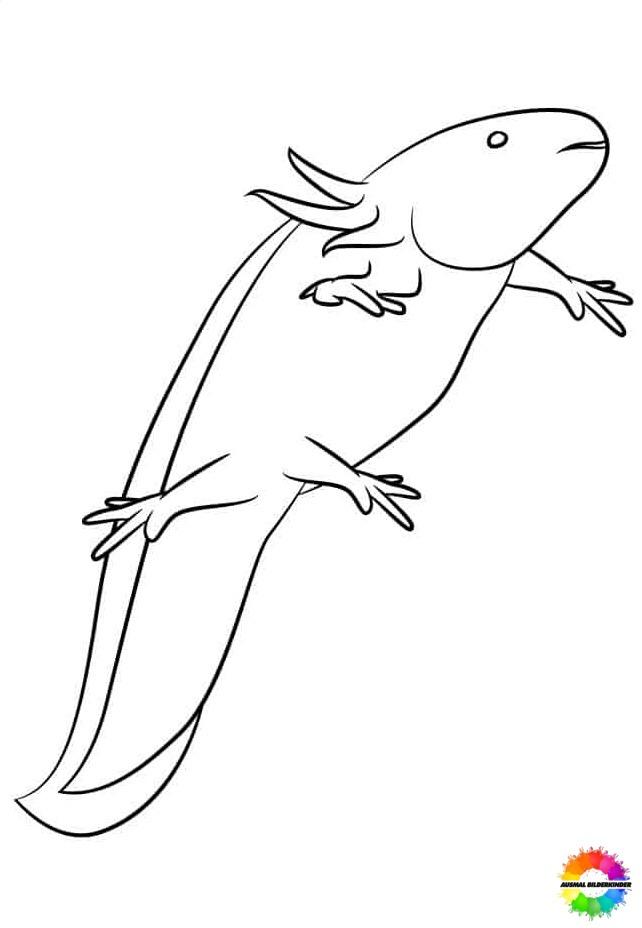 Axolotl 34