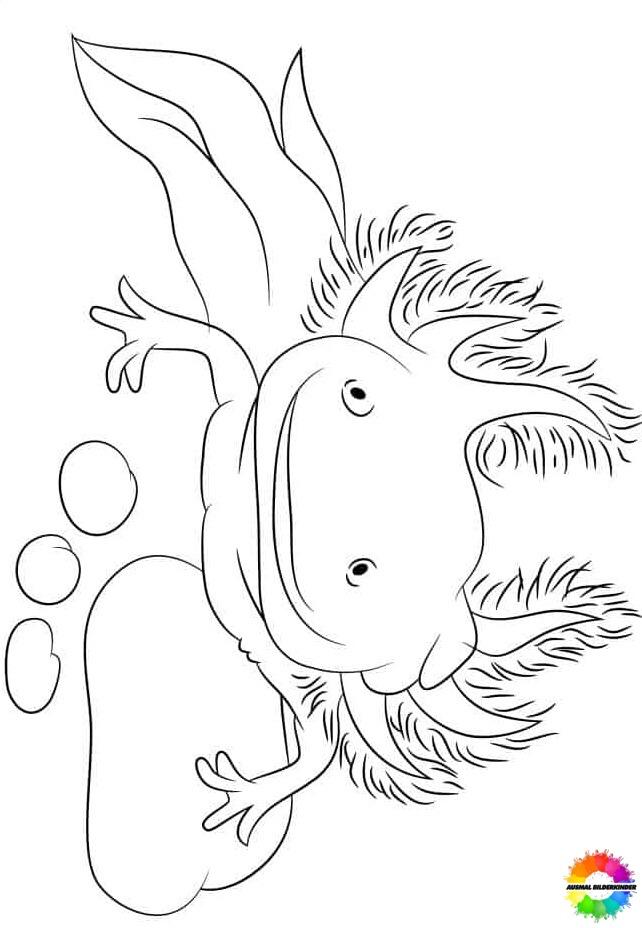 Axolotl 38