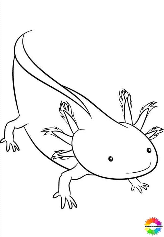 Axolotl 41