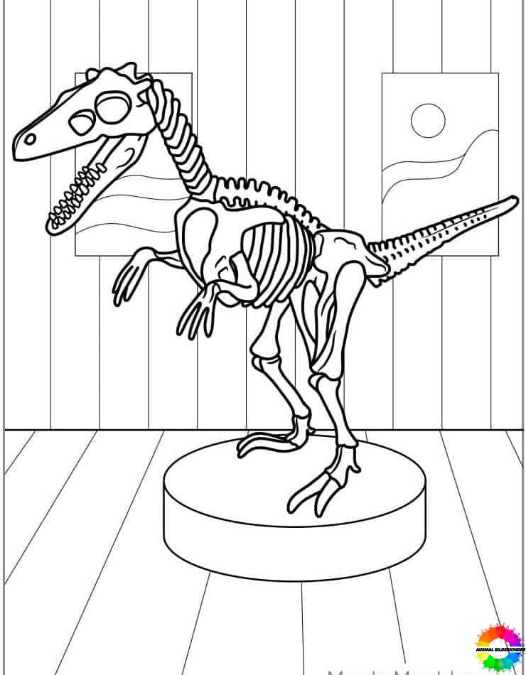 Velociraptor 29